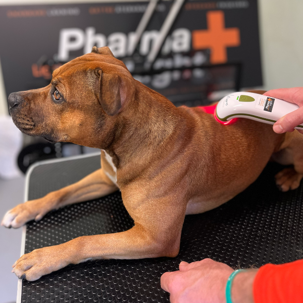 Silent Photizo Vetcare LED-ljusterapi/LED-LLLT