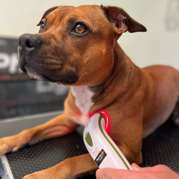 Silent Photizo Vetcare LED-ljusterapi/LED-LLLT