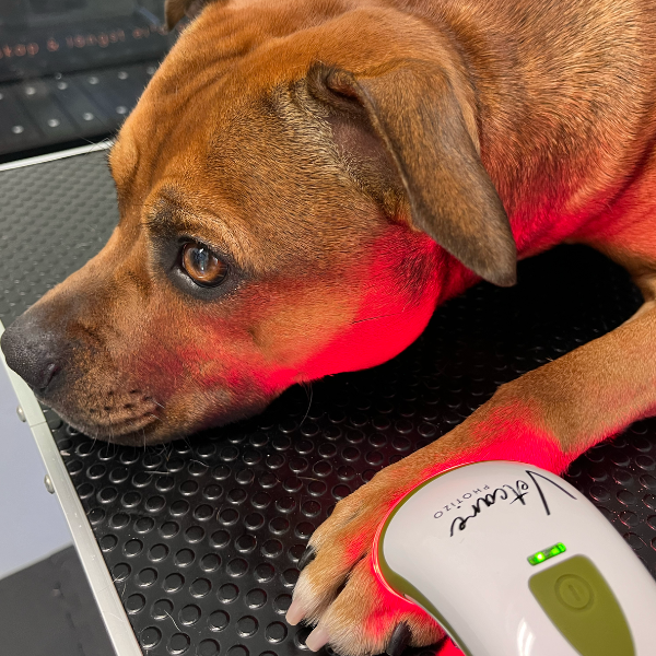 Silent Photizo Vetcare LED-ljusterapi/LED-LLLT