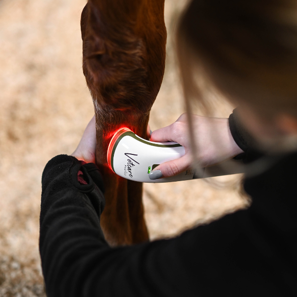 EQUINE