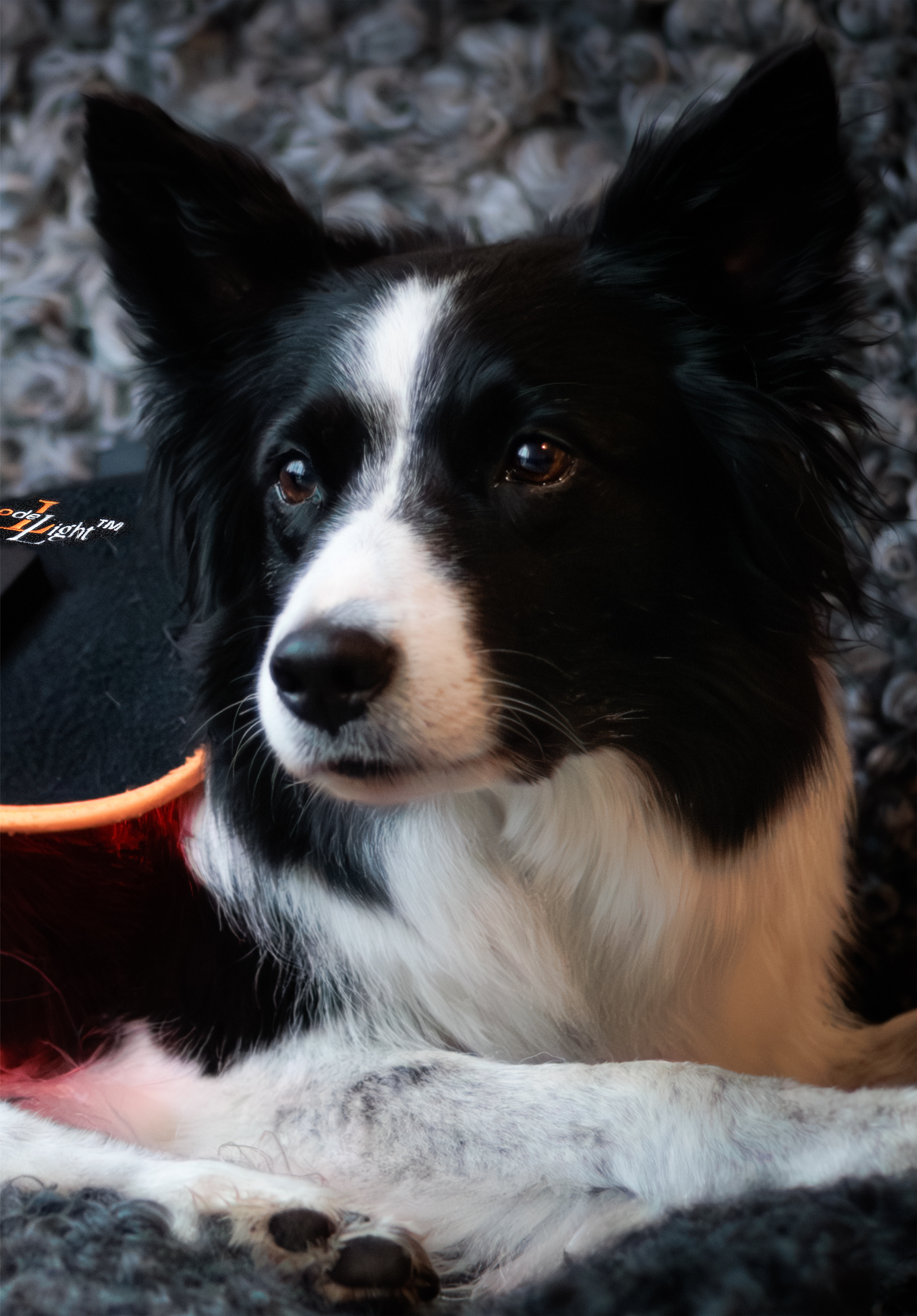 Led Treatment Pad PEMF Canine